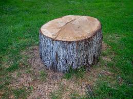 How Our Tree Care Process Works  in  Springville, UT